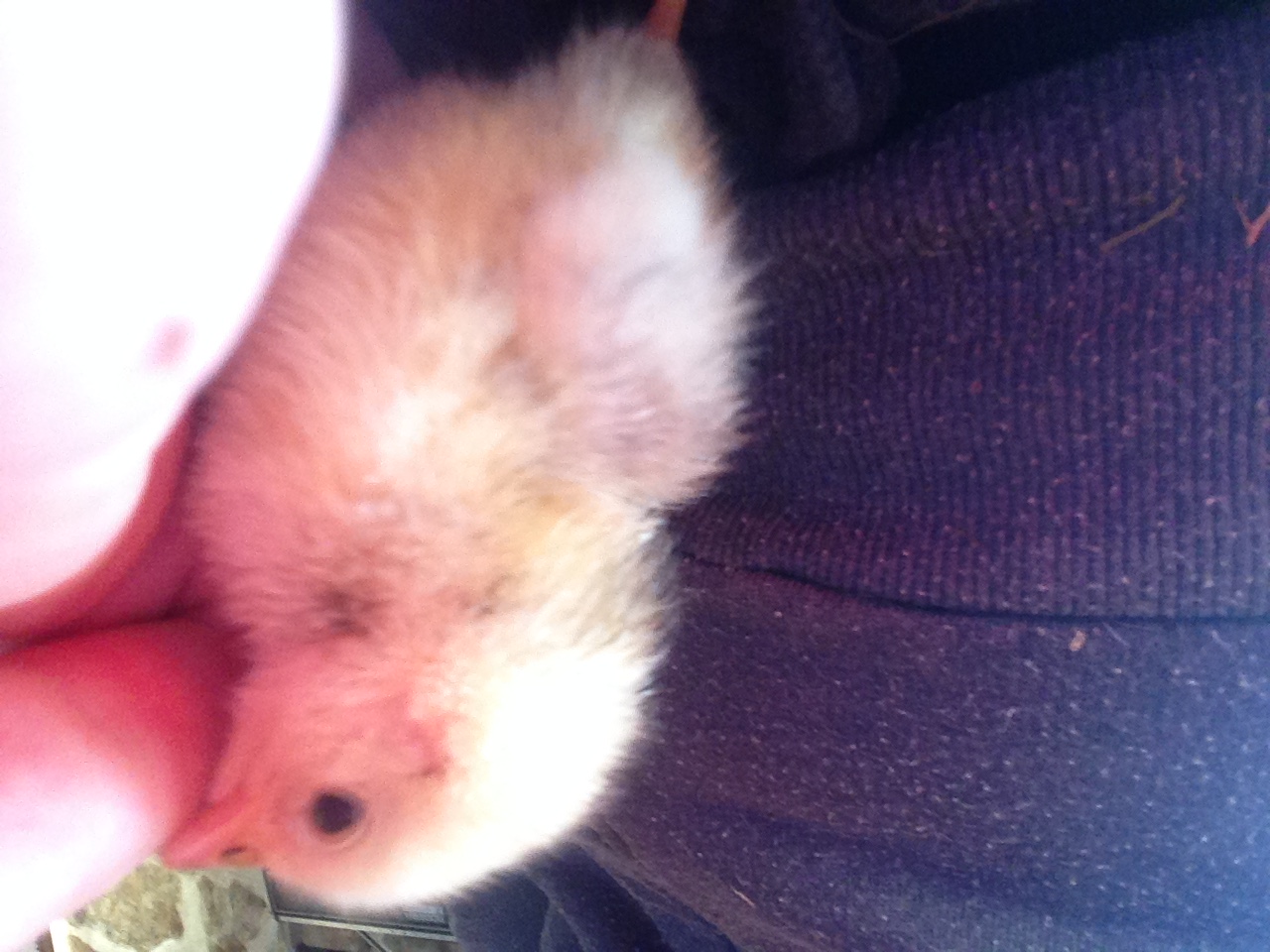 Illustration du sous-sujet