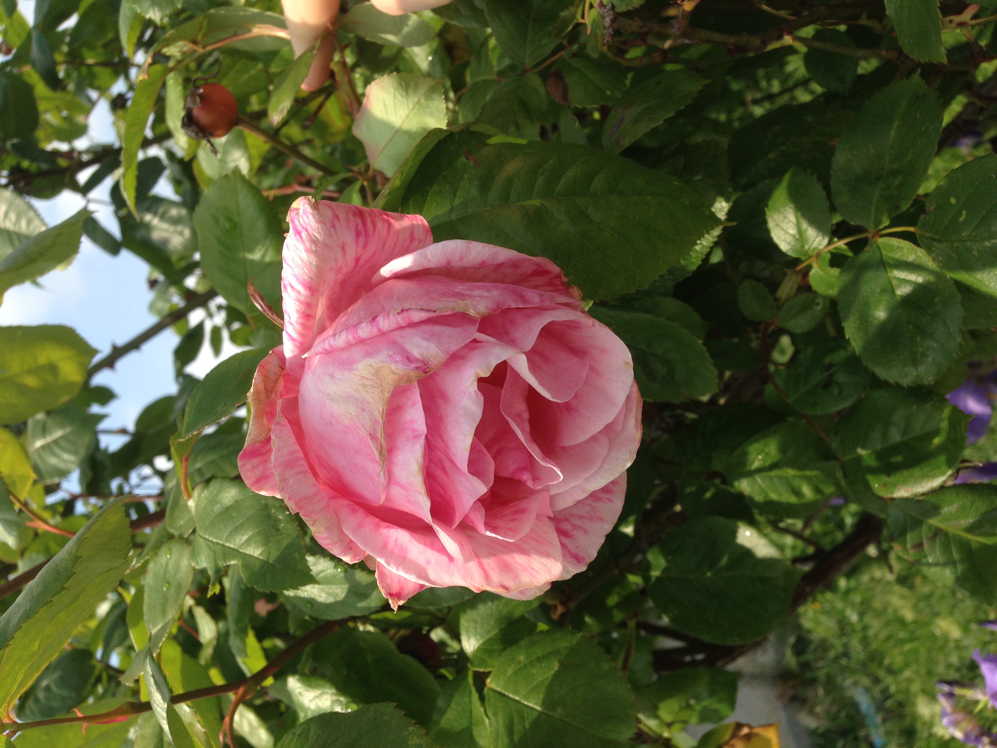 Illustration du sous-sujet